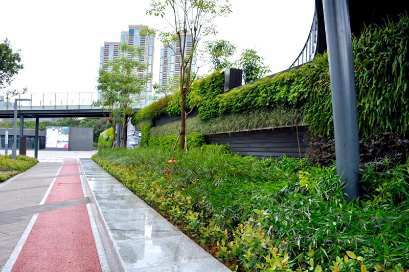 深圳创建森林城市成功背后，你见过她最美的这一面么？